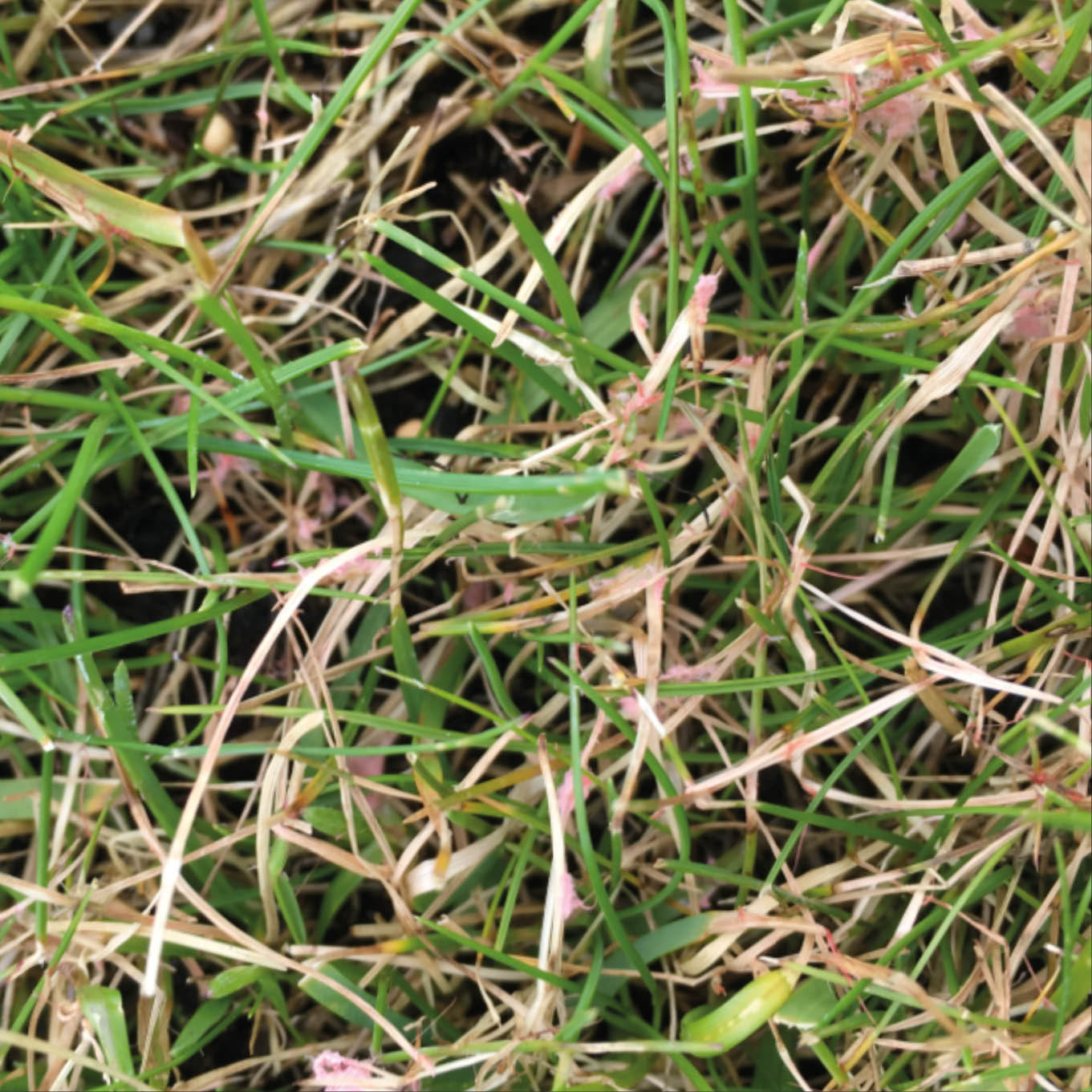 Har din gräsmatta fått rödtrådsjuka?